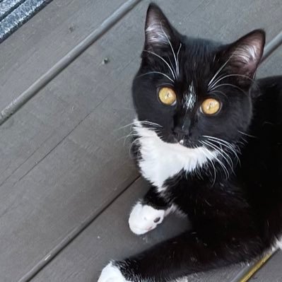 catelayne's profile picture. 