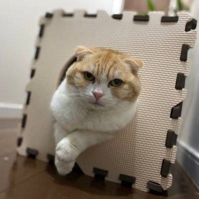 MeshiTime2's profile picture. 何かに燃えたい平凡な会社員。3児の父🐛趣味は格闘技を見ること！昔のK-1が大好き。アラフォー🧛副業模索中