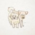 비스킷과 백미 (@biscuitthegold1) Twitter profile photo 비스킷과 백미 (@biscuitthegold1) Twitter profile photo