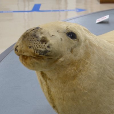 【Official】TUMSAT Museum of Marine Science
マリンサイエンスミュージアムは東京海洋大学品川キャンパスにあります。海の生き物の剥製や骨格標本など、海に関する資料をたくさん展示しています（無料、20名以上は要予約）。詳細はHPをご覧下さい。