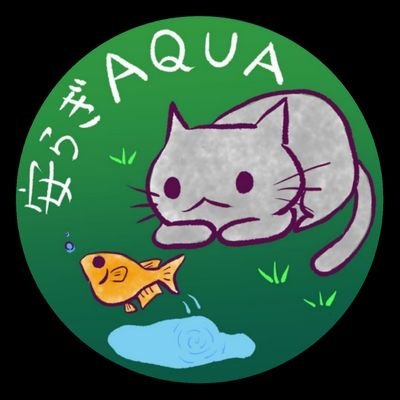 動画は楽しくバラエティー風にお届け致します🐱丈夫で高品質なメダカを選別する過程が幸福🐱2025年もどうぞよろしくお願い致します🐱
