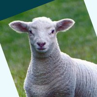 Global Sheep Forum (@globalsheep_ng) 's Twitter Profile