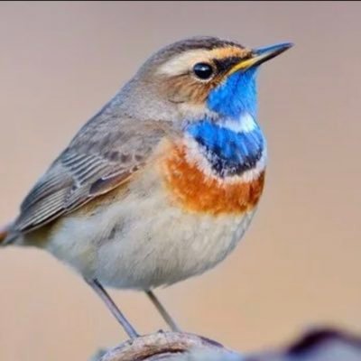 nigtingale89's profile picture. 