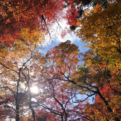 mizuki0917m's profile picture. 