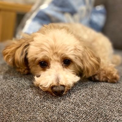 webwriter0104's profile picture. 2018年6月に会社員からフリーランスのwebライターになりました。コピーライティングが得意です。 ブログもやってます。たまにグルメや旅行先の写真をあげていきます。 仲良くしてくださると嬉しいです！ お問合わせはDMまで！猫より犬派 #webライター #webライターと繋がりたい