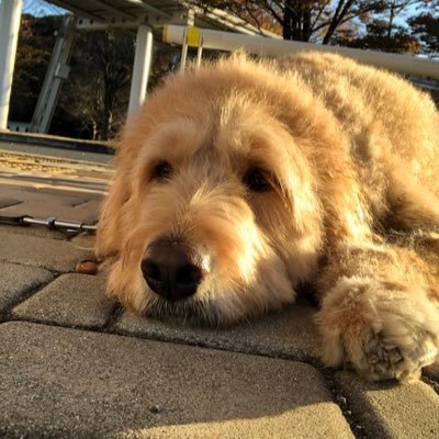 kkkzss's profile picture. ゴールデンドゥードル