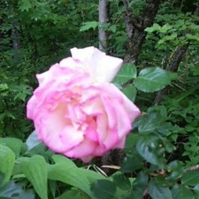 yoshikazuhigas1's profile picture. 