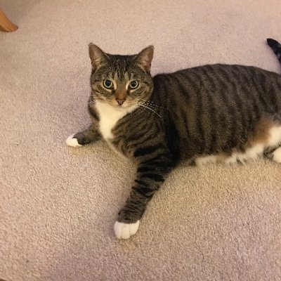 dicey44's profile picture. Lost in life