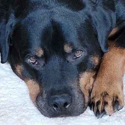 Retweets (some tweets) re: animal behaviour, force-free dog training, justice, reading, writing, SF&F, politics, science, et al. @ideakat@wandering.shop