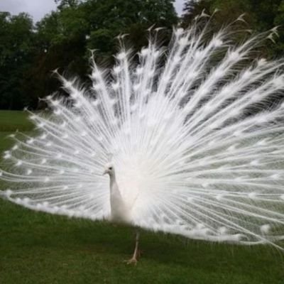 Brandy_Monty's profile picture. Wife to a wonderful husband and ❌️other..❌️y world 👨‍✈️👦👩. #chaseelliottfan GO BUCKS!!