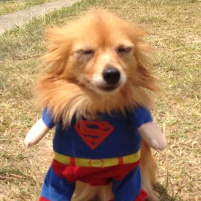 I can’t even put into words how much I loathe the LNP and how much I love animals (probably more than people) 🏳️🌈