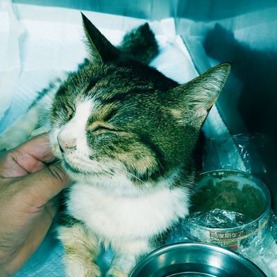 neko99811's profile picture. サニーと猫様の事を中心に😊