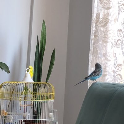 vatkaligomlek's profile picture. 