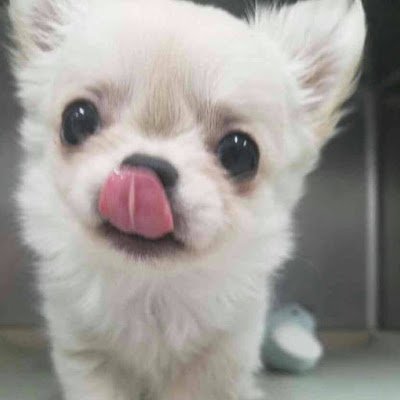 kokomokatyoko's profile picture. 