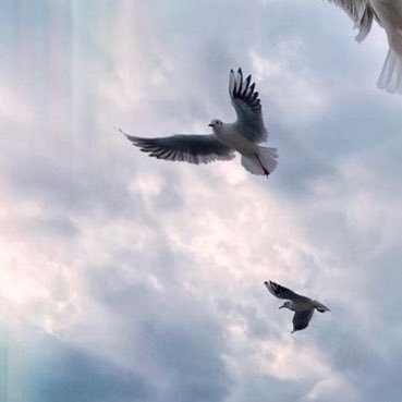 WardahHamad's profile picture. 🕊