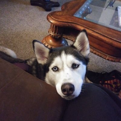 DuskTushka's profile picture. Hi