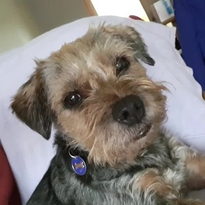 Senior property refurbishment consultant and Adopted little sisfur to @redcharliethebt who went OTRB 23.3.2020.
Proud #BTposse member.