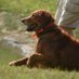 Golden Retriever Channel -holiday home #GRC (@goldretrieveru2) Twitter profile photo Golden Retriever Channel -holiday home #GRC (@goldretrieveru2) Twitter profile photo