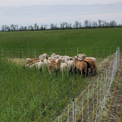 Farm and run lambs on pasture and cover crops part time.