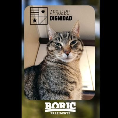 Gatito Patipelado. Mi humana es @SaryOasis