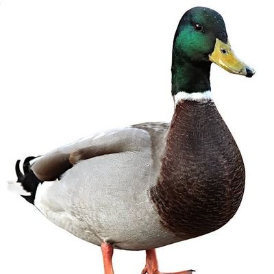 My name is Mallard F. McEgret.
I have an affinity for all things crypto and water fowl related. #f4f #follo #followback #folloforfolloback #follo4follo #ifollow