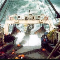 Trawler Bycatch Tracker 🦀 (@trawler_bycatch) 's Twitter Profile