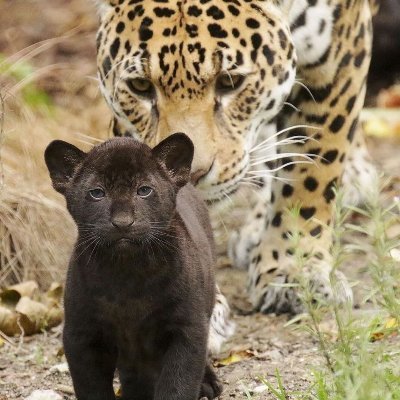 ar_info74's profile picture. .