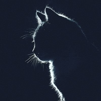 kurocat48's profile picture. 