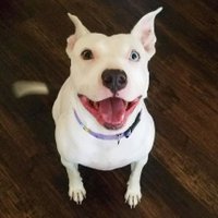Sydney (@nuggetcastillo) 's Twitter Profile