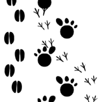 Yorkshire Birds (@yorkshirebirds) 's Twitter Profile