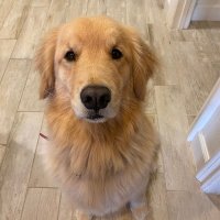 Quai Tang (@tangquai1212) 's Twitter Profile