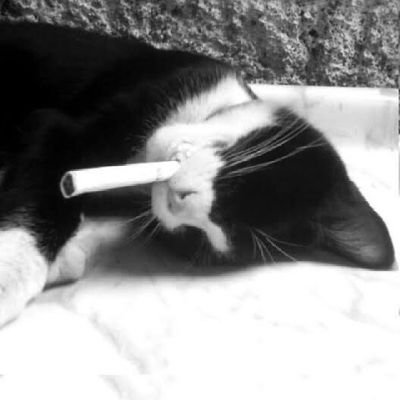 só mais um Davi Berti gato no mundo que fica fumando por aí 😔🙌