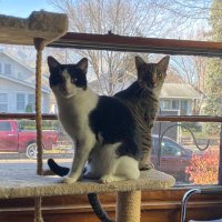 Harry & Henry (🌈Peetie🌈) (@peetsfeets) 's Twitter Profile