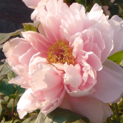 MatsueMisako's profile picture. 「趣味 Hobby」
 植物を愛でながら散歩　
　I take walks while enjoying flowers
　ヘッダ　生地： 隠岐の島 海中
　