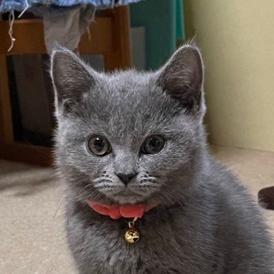 patetan210818's profile picture. シャルトリューのパテ  2021年8月18日生まれ