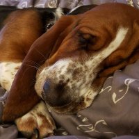 IAmRosie 🏳️🌈🇵🇸 (@iamrosiewoof) 's Twitter Profile