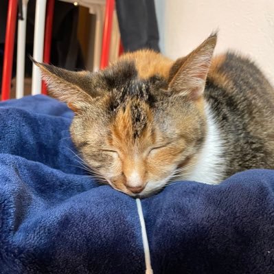 anatano_kabocha's profile picture. 娘のアンパンチが100%体力割合ダメージ。インフラエンジニアにジョブチェンジした