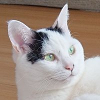 ふぃぐ_LICCA (@fig_licca) 's Twitter Profile