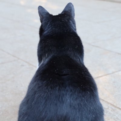 oodorii3's profile picture. 江の島を心から愛する江の島ワイキキ食堂愛読者。週末はオードリーを探して島内をウロウロ。写真カシャカシャ。