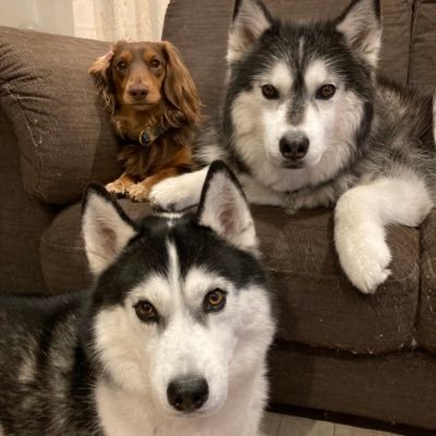 主に犬 息子 仕事について呟きます。実家と合わせて7頭のわんこと暮らしてます。わんこアカウントは無言フォローしがち😂写真の無断転載禁止⚠️