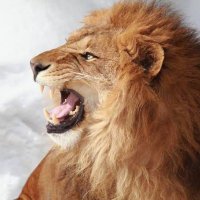 王 芳 (@amangkings) 's Twitter Profile