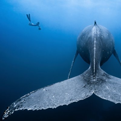 Every life matters. Every voice matters. You matter.

It's all about perspective. Man dwarfed by Whale.

Treading lightly & Mindful of my own impermanence.