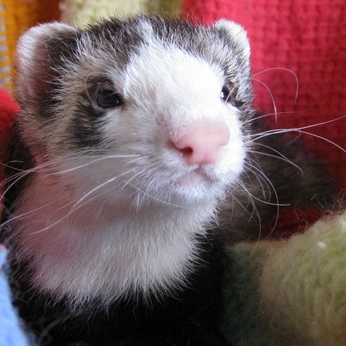 Ferret who spends his day hard at... napping. Enjoys eating, sleeping & stealing teddy bears. Cynic with good outlook on life who appreciates ornery witticisms.