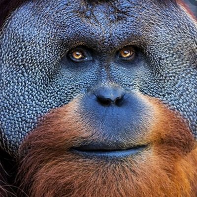 DustinGoss7's profile picture. Dad.  Crypto lover.  Sometimes scratch / sometimes Mr. 81