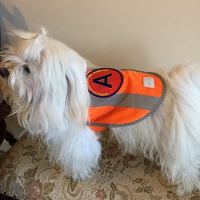 AustralianAssi2's profile picture. We Assess and Accredit Assistance Animals ,Australia wide. 0407460756