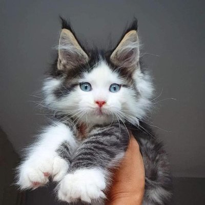 #chat #chatons & #animaux de compagnie : l'actu des boules de poils... Twitter officiel du site https://t.co/NUKsbygm53, Fans n°1 des chats & animaux de compagnie !