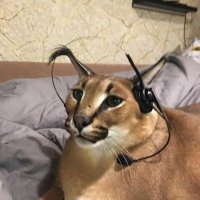 floppa (@gryptocaracal) 's Twitter Profile