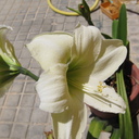 Ariel Potter Granger - @Arielgranger - Twitter