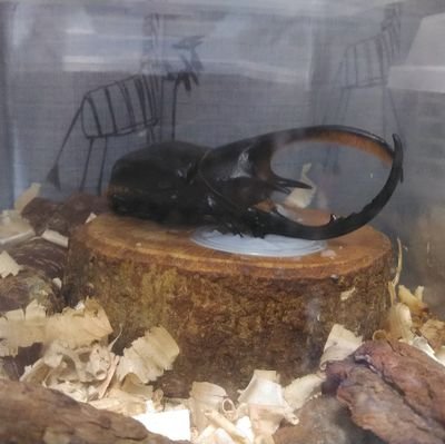 数年前から昆虫飼育を始めました。
現在はエラフスホソアカ、ユダイクス、ケルブス(ウクライナ産)、フォルスター・ニシなどを飼育しています。
気軽に絡んで頂けると嬉しいです。