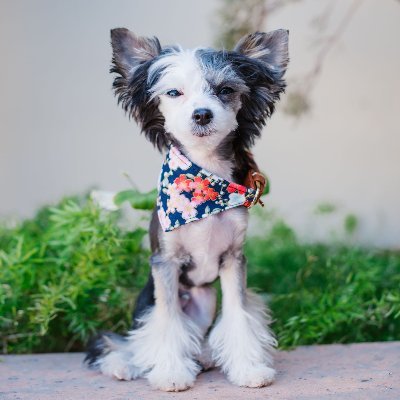 This little dude is SERVING up 4lbs of hairy chinese crested cuteness! Bringing #LOVE, #LIGHT, & #LAUGHS your way!
#zuzu #puppy #cute #dogsoftwitter